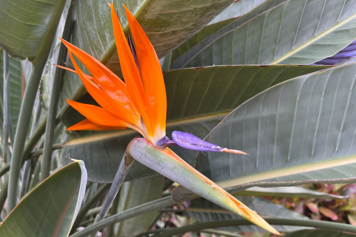 Tropical Houseplants (Redfin Feature)